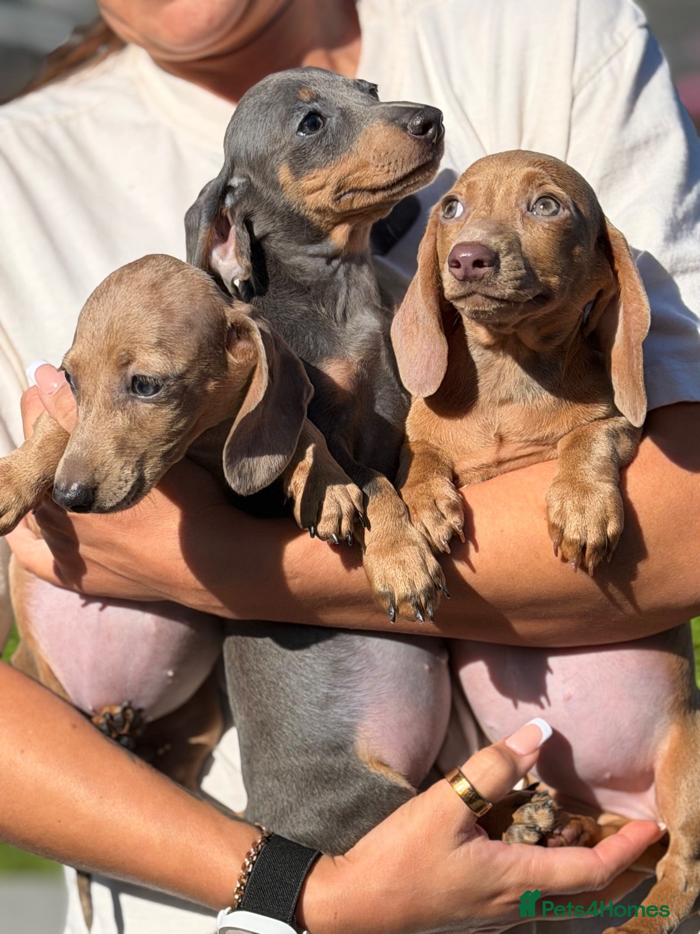 Miniature Dachshund dogs Mini dachshund puppies ready now  - Advert 2