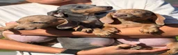 Miniature Dachshund dogs for sale: Mini dachshund puppies ready now  - Advert 2