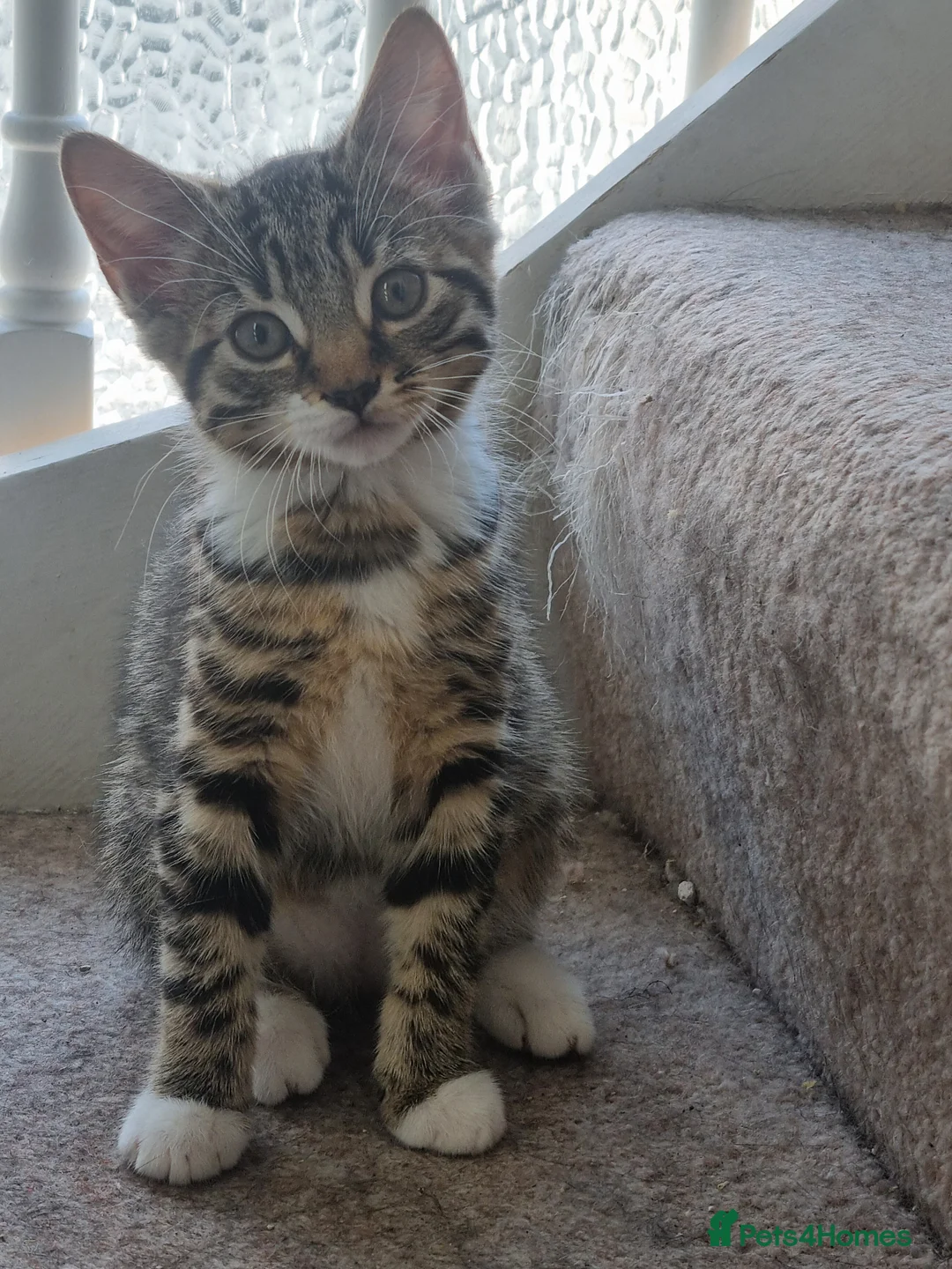 Mixed Breed cats for sale: Playful beautiful 😍 kittens, ready to go £50.  - Advert 2