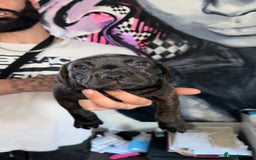 Staffordshire Bull Terrier dogs for sale: Litter - Image 2