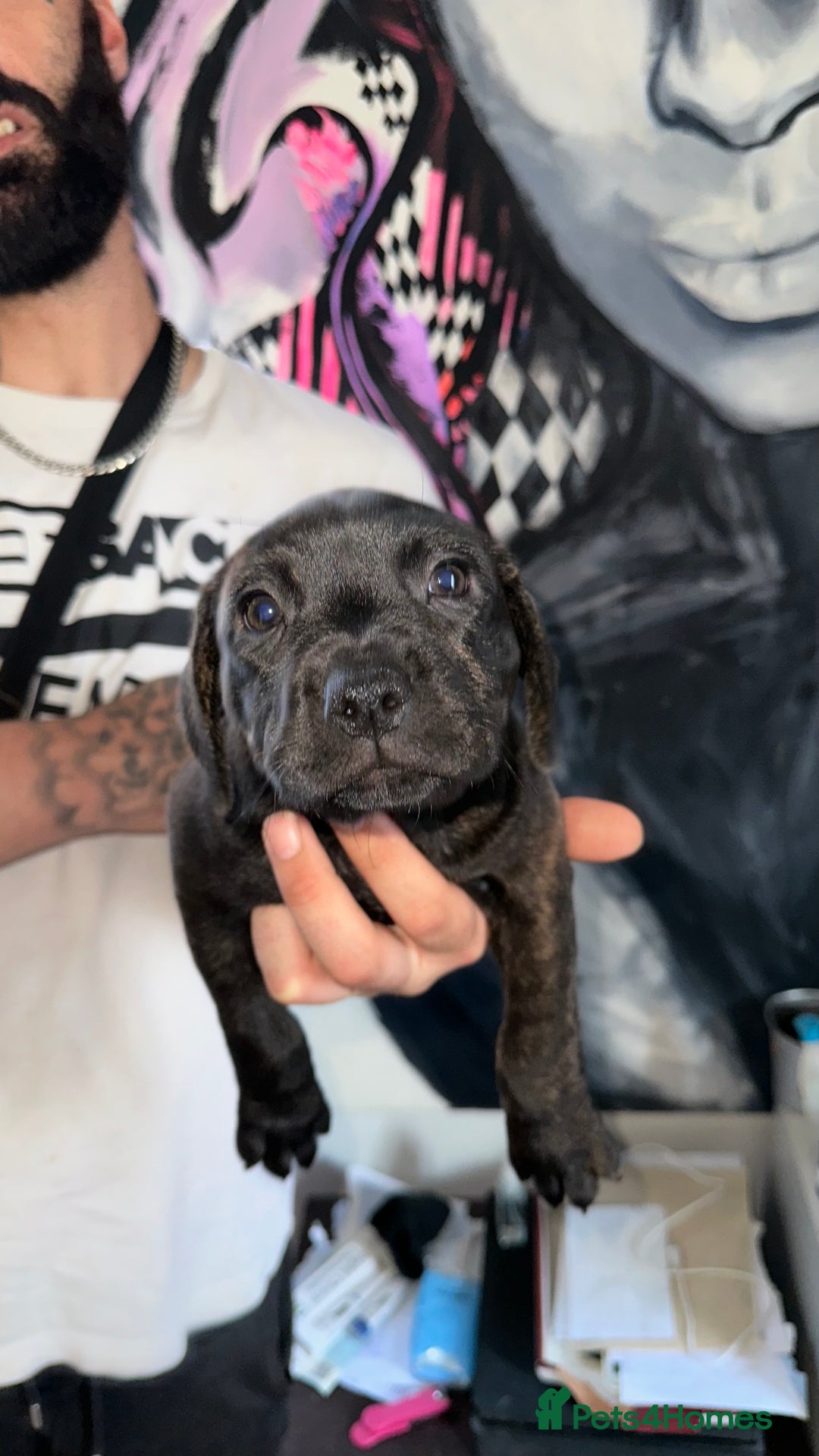 Staffordshire Bull Terrier dogs for sale: Litter - Image 2
