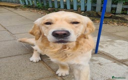 Golden Retriever dogs for stud: KC Golden Retriever for Stud - Image 3