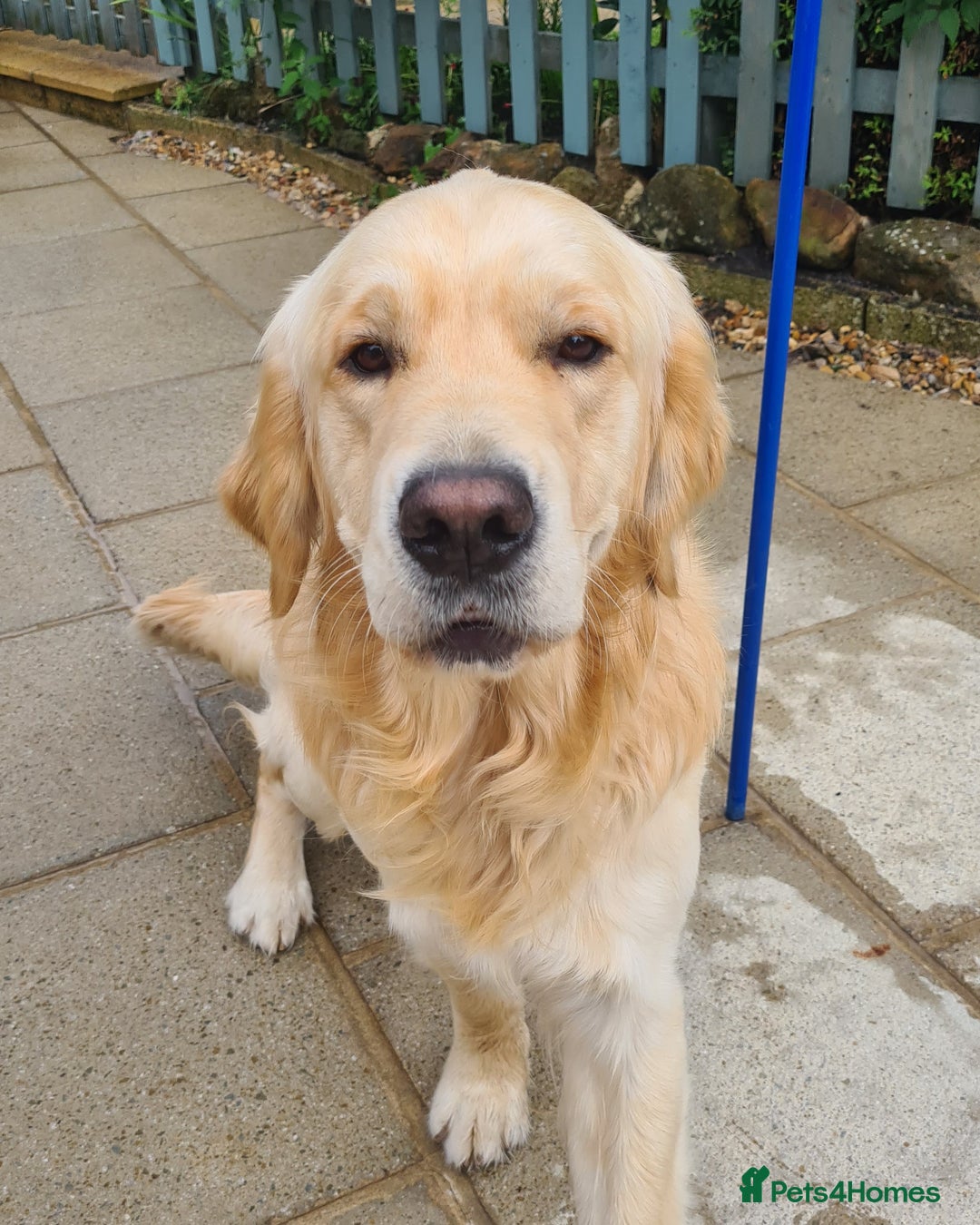Golden Retriever dogs for stud: KC Golden Retriever for Stud - Image 3