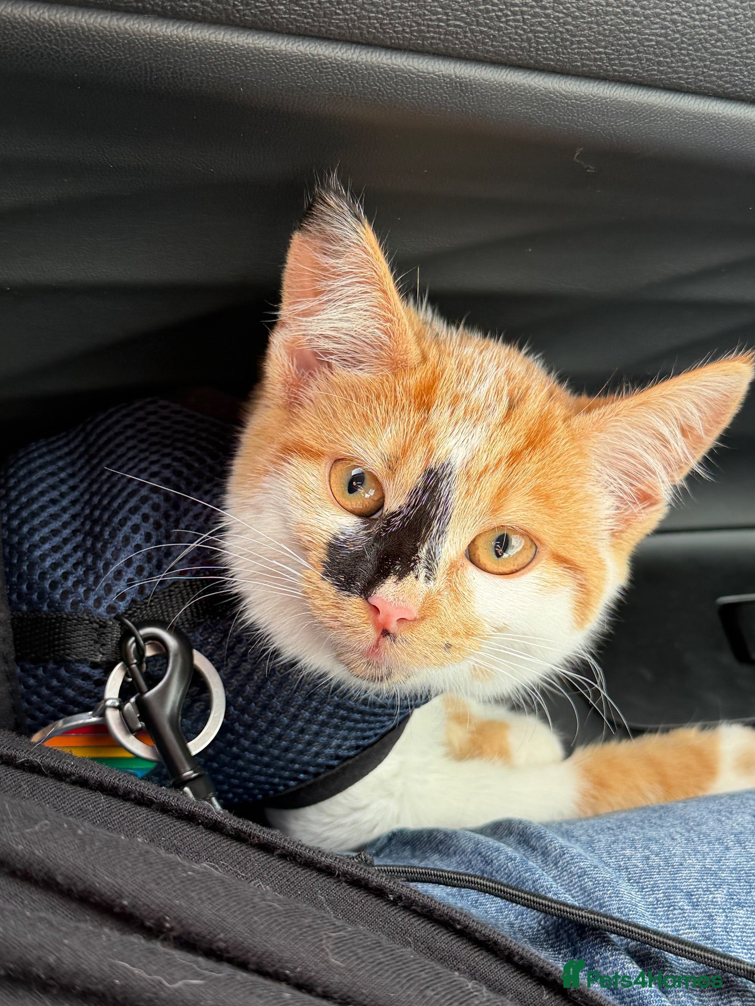 Mixed Breed cats Callie the calico  - Advert 1