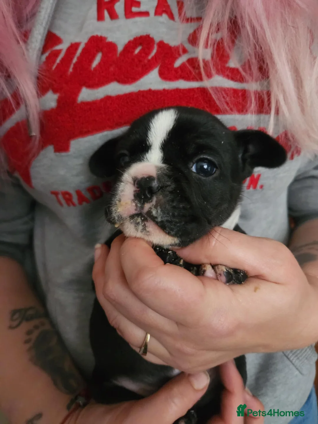 French Bulldog dogs for sale: Frenchie puppies - Advert 12