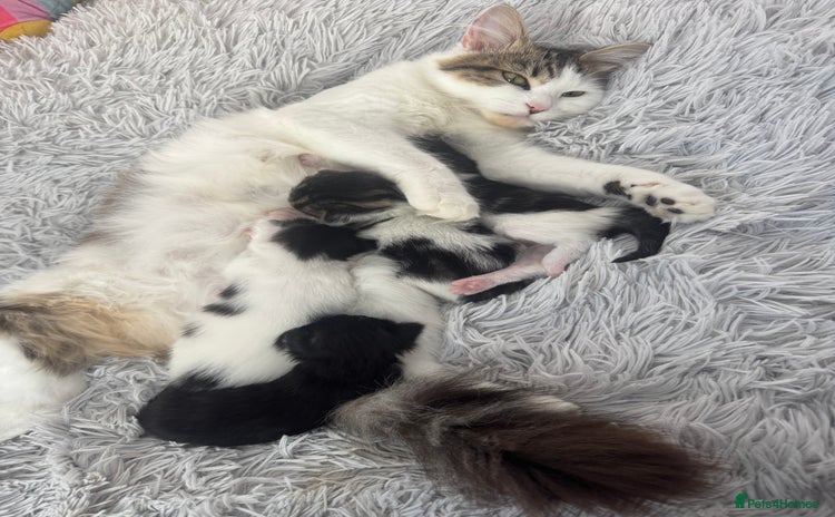 Mixed Breed cats - Advert 14