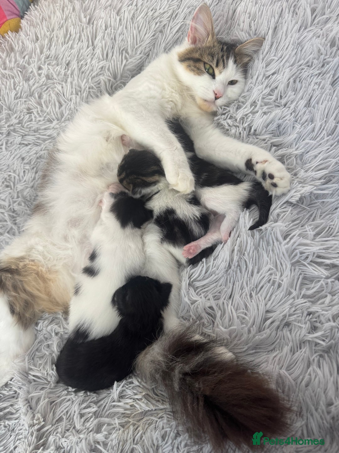 Mixed Breed cats for sale: Kittens for sale  - Image 1