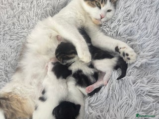 Mixed Breed cats - Advert 36