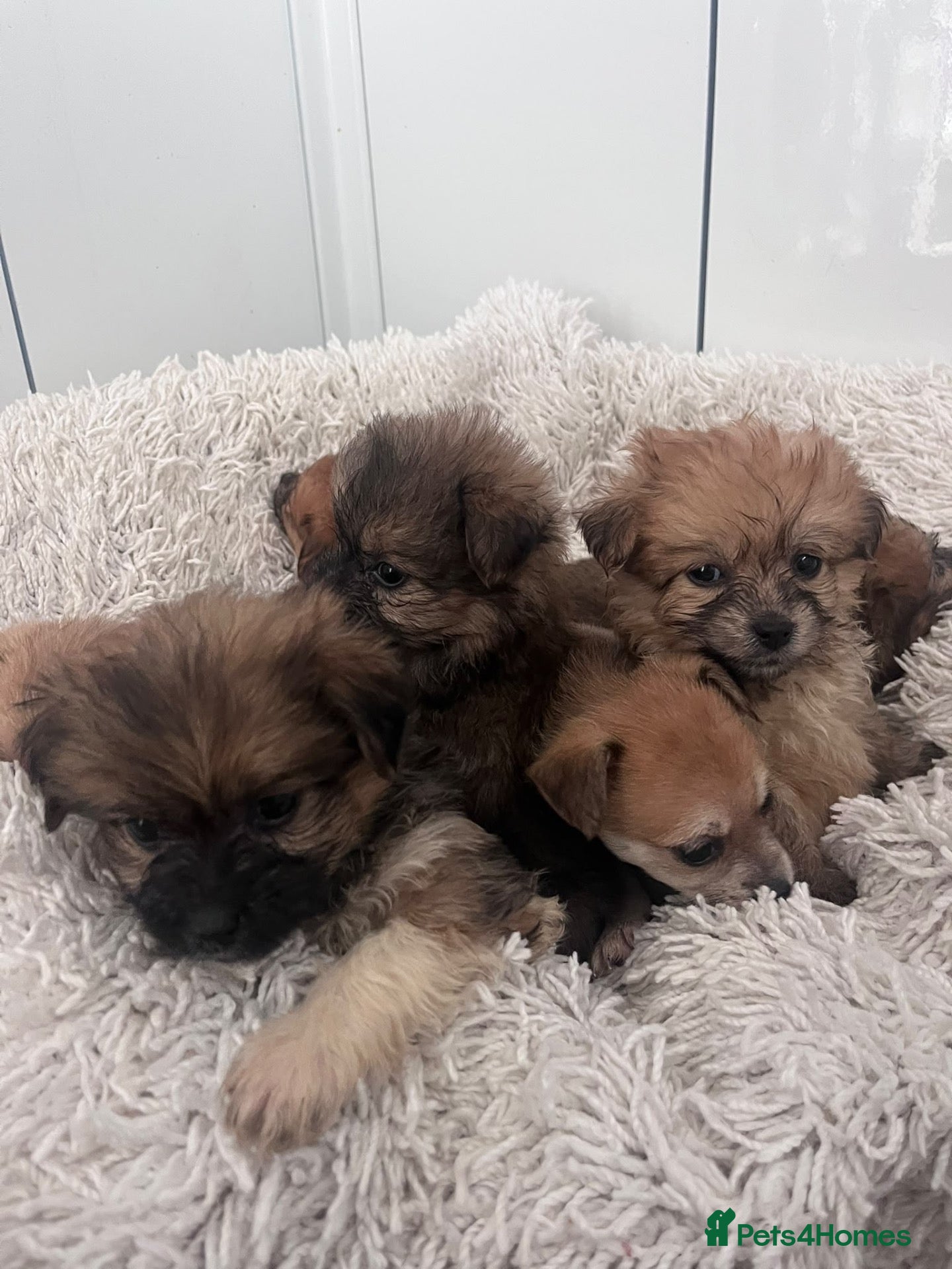 Mixed Breed dogs for sale: PomeranianX terrier - Advert 1