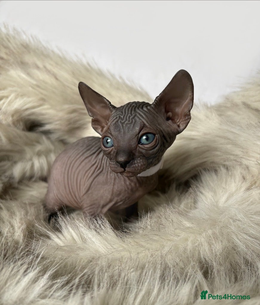 Sphynx cats 😍beautiful Sphynx kittens😍 6th may - Advert 6