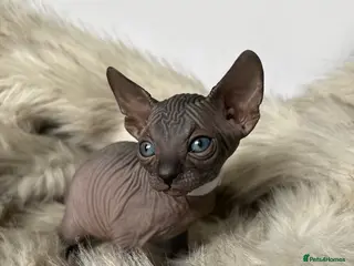 Sphynx cats 😍beautiful Sphynx kittens😍 6th may - Advert 6
