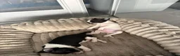 Chihuahua dogs for sale: KC regstered Chihuahua boy and girl  - Advert 5