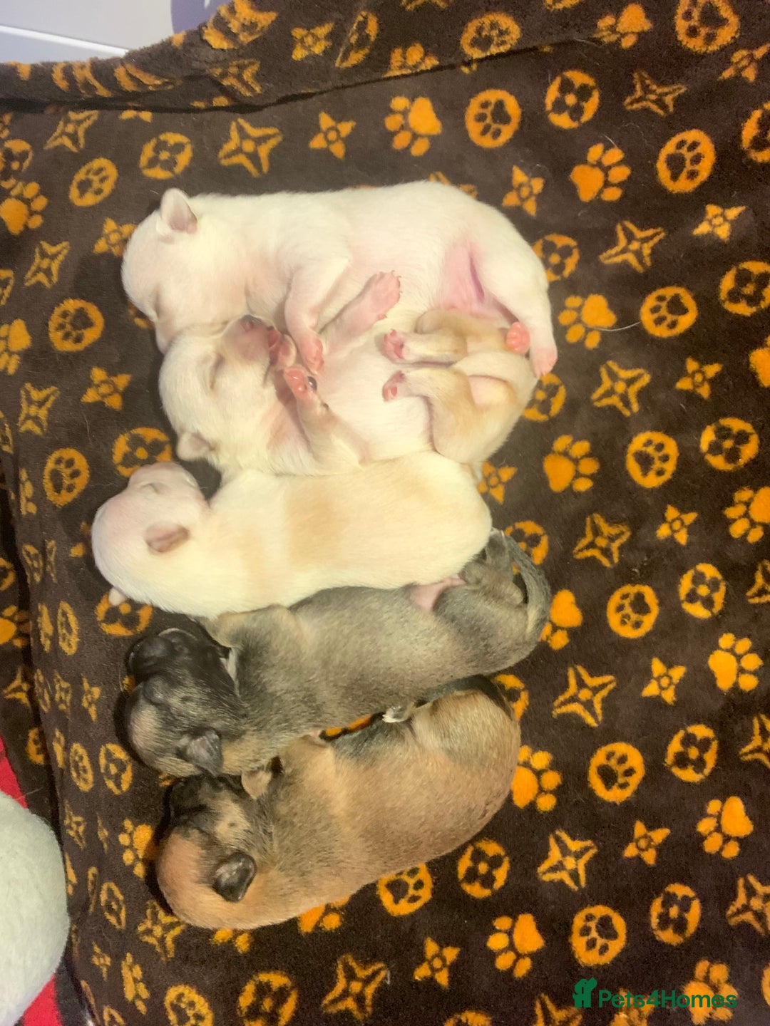 Pomchi dogs for sale: 🐾MALE POMCHI PUPPIES🐾 - Advert 4