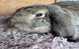 French Lop rabbits for sale: Purebreed French Lop Girl for sale  - Advert 4