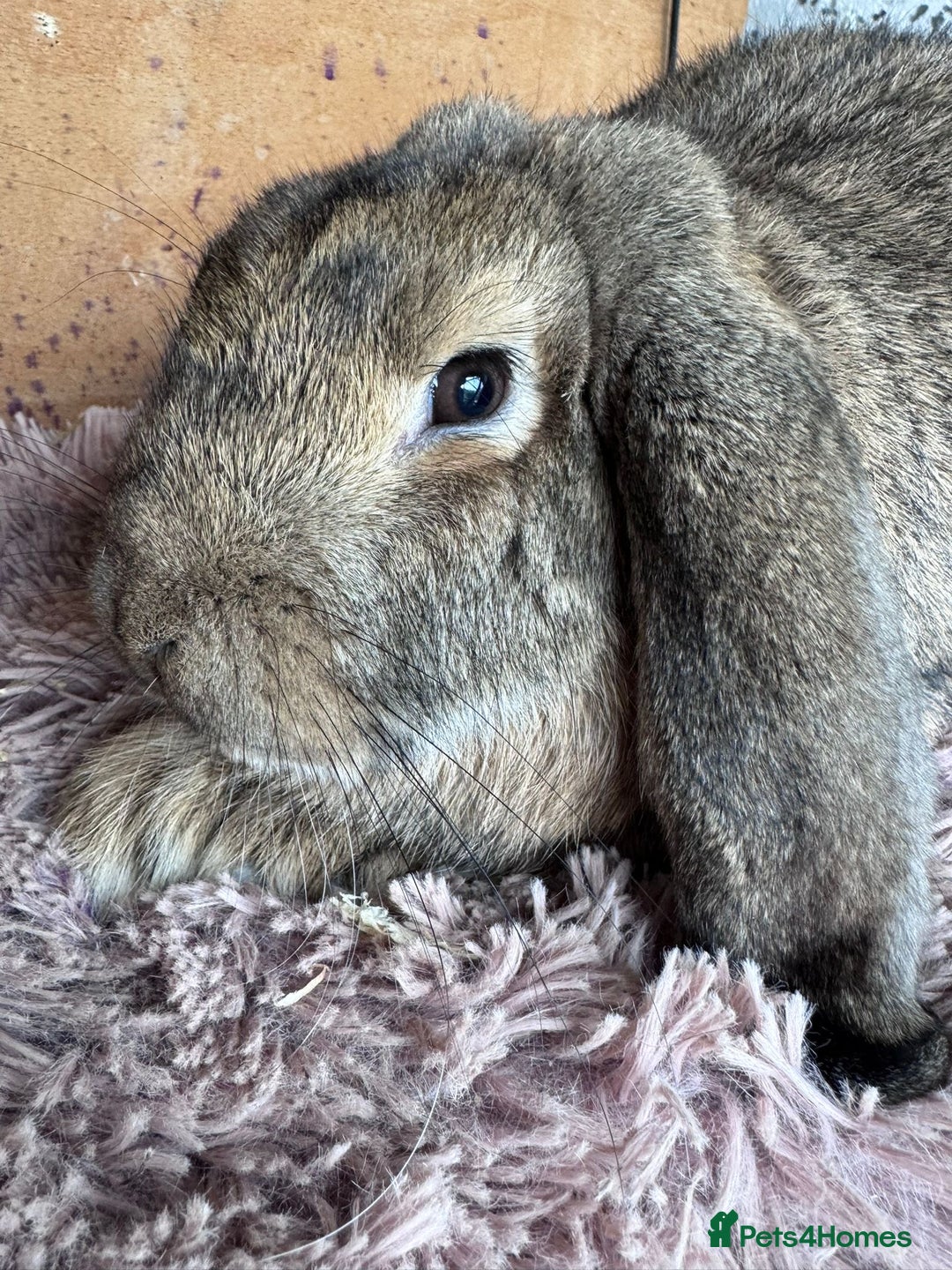 French Lop rabbits for sale: Purebreed French Lop Girl for sale  - Advert 4