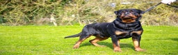 Rottweiler dogs for stud: bow ( Rottweller Stud ) in Kettering - Advert 2