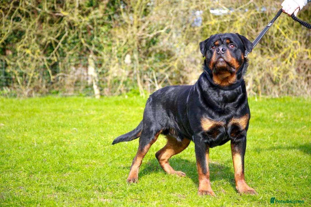 Rottweiler dogs for stud: bow ( Rottweller Stud ) in Kettering - Advert 2