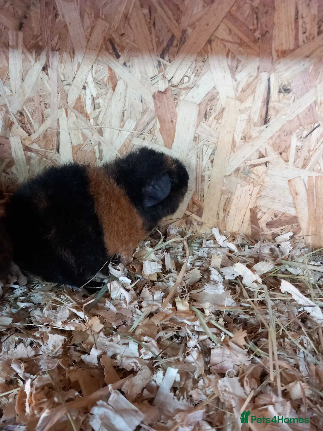 Guinea Pig rodents for sale: Teddy guinea pigs  - Advert 6