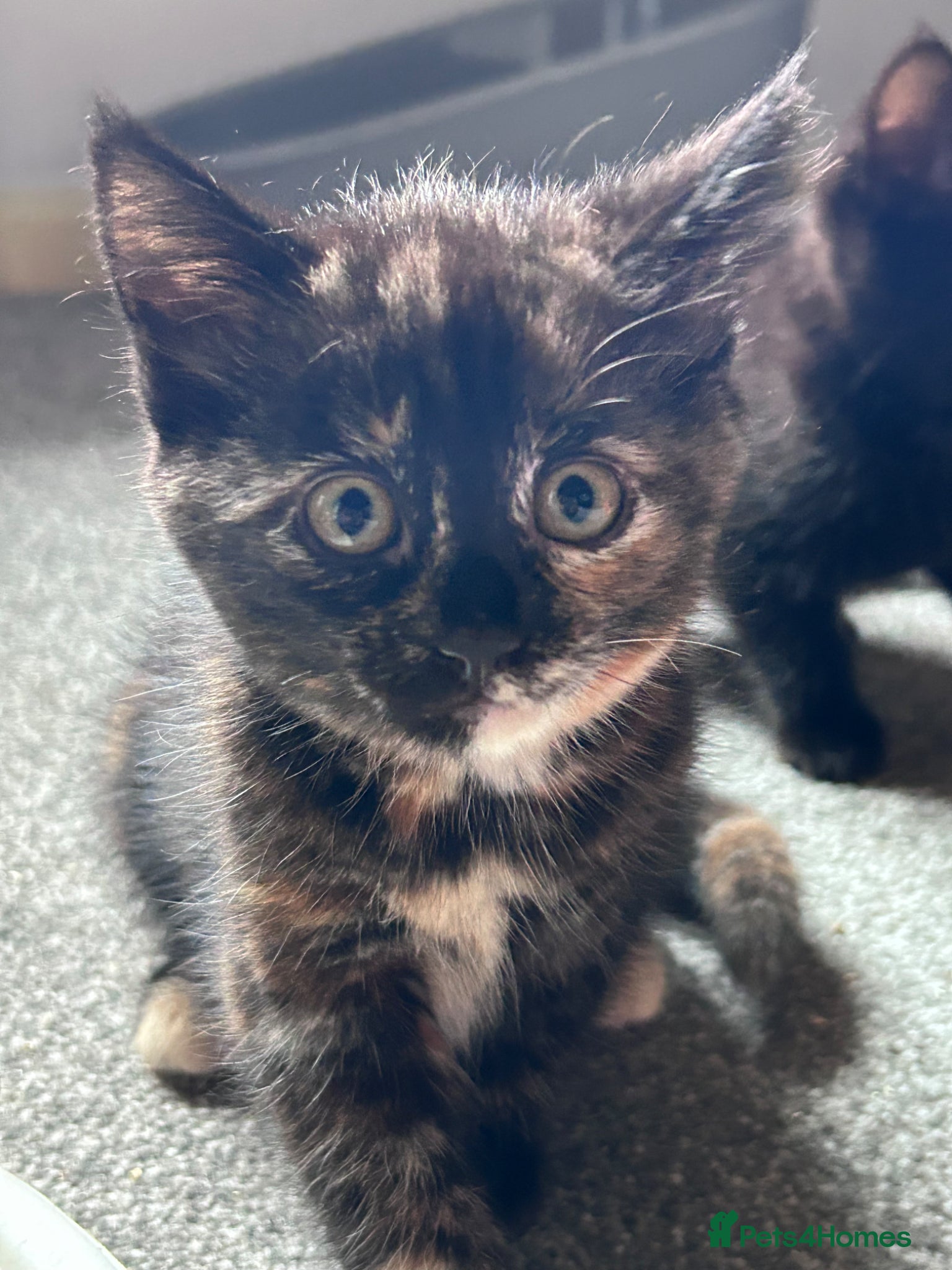 Mixed Breed Kitten 4