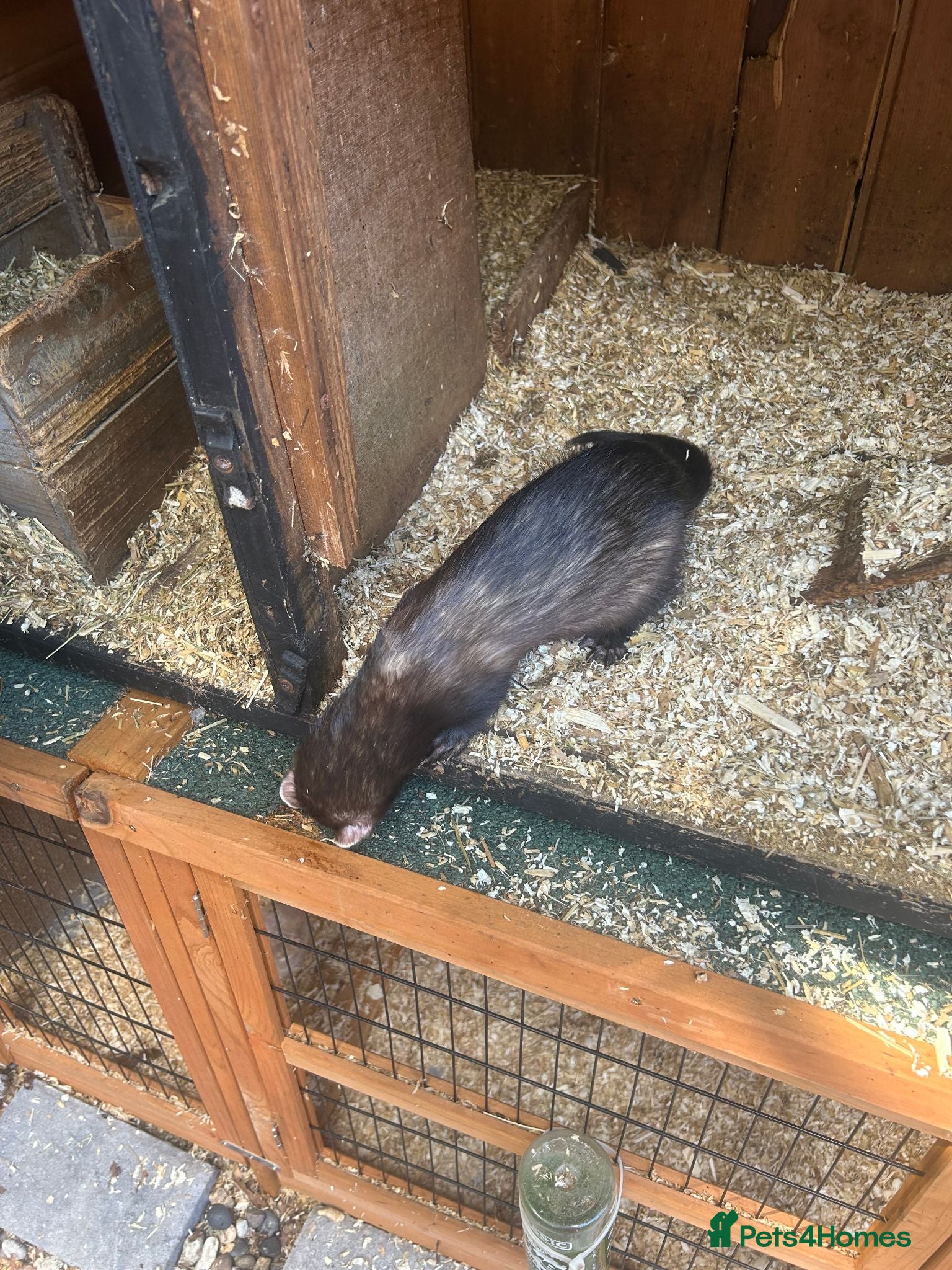Ferret rodents looking for home - Advert 4