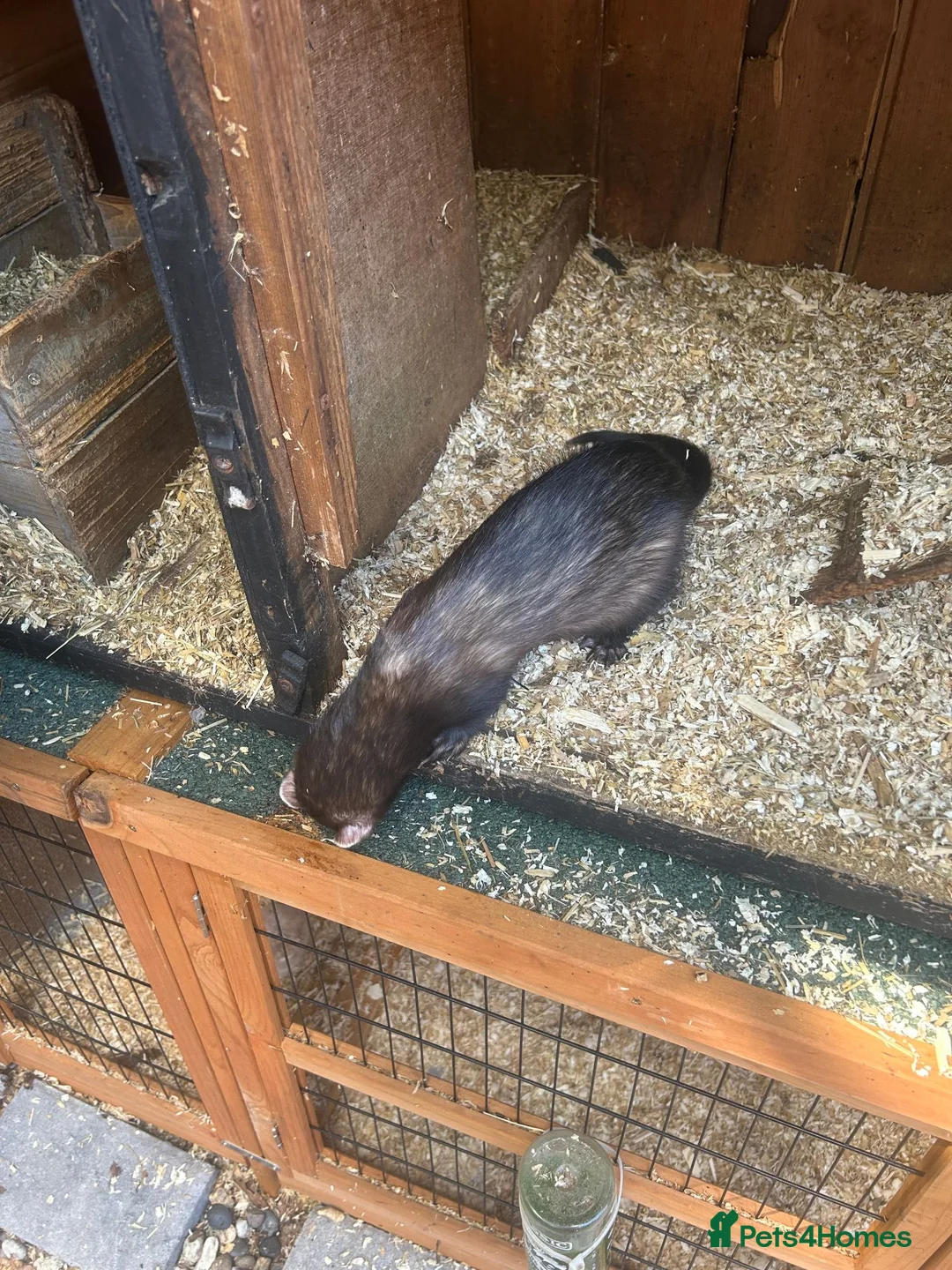Ferret rodents for sale: looking for home - Advert 1