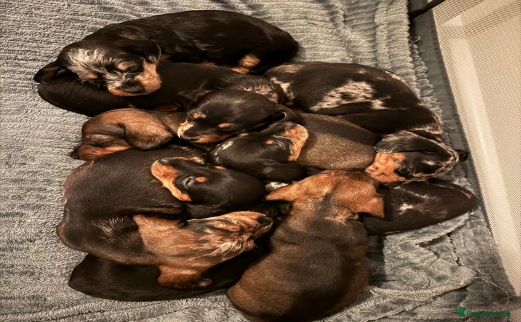 Dachshund dogs - Advert 1