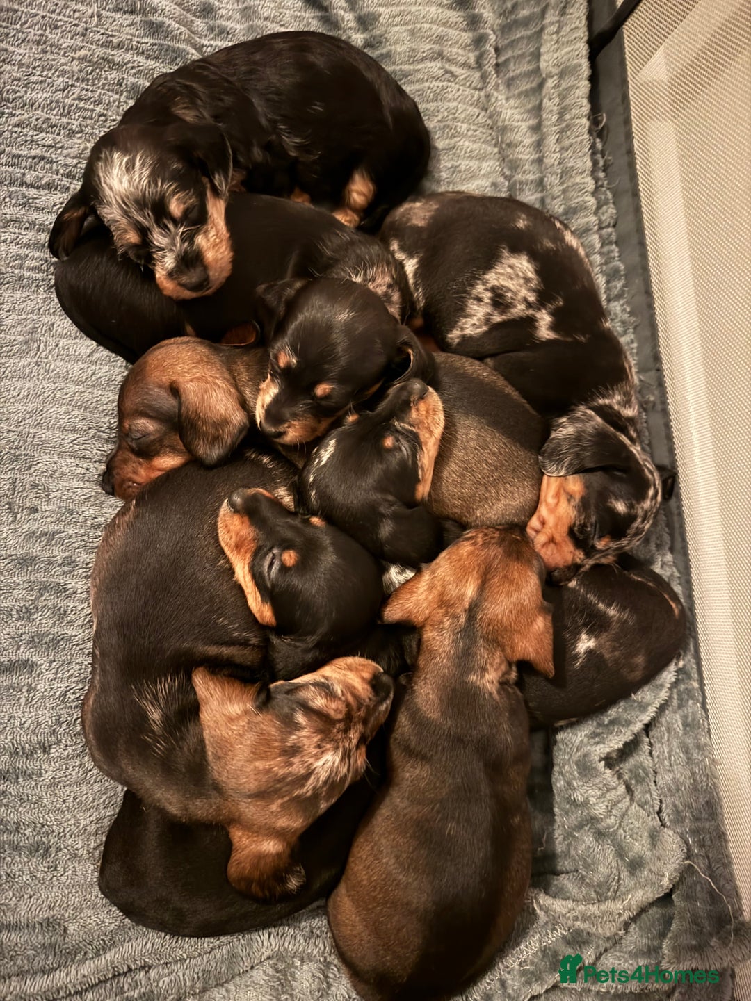 Dachshund dogs for sale: 8 dachshund puppies  - Image 1