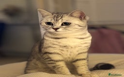 British Shorthair cats for sale: Female British Shorthair - Image 7