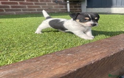 Jack Russell dogs for sale: Jack russell puppies  - Image 10