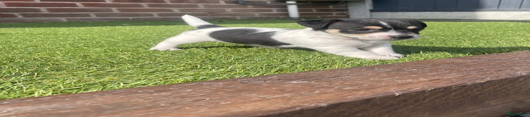 Jack Russell Puppy 1
