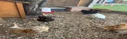 Mixed Breed poultry for sale: 5young hens 2 polish layers 3 silkies  - Advert 3