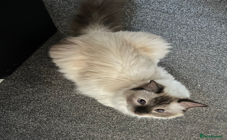 Ragdoll cats - Advert 1