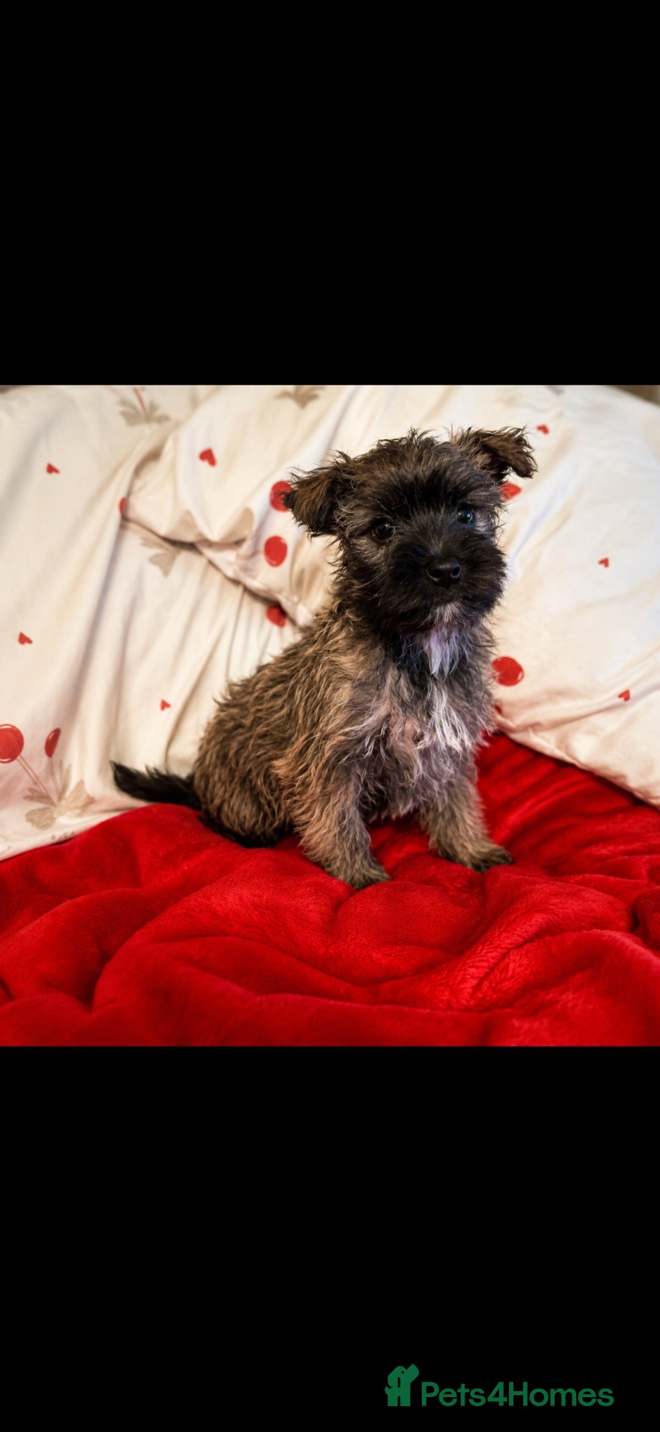 Yorkiepoo dogs 🐾 Yorkiepoo Puppies For Sale 🐾 - Advert 2