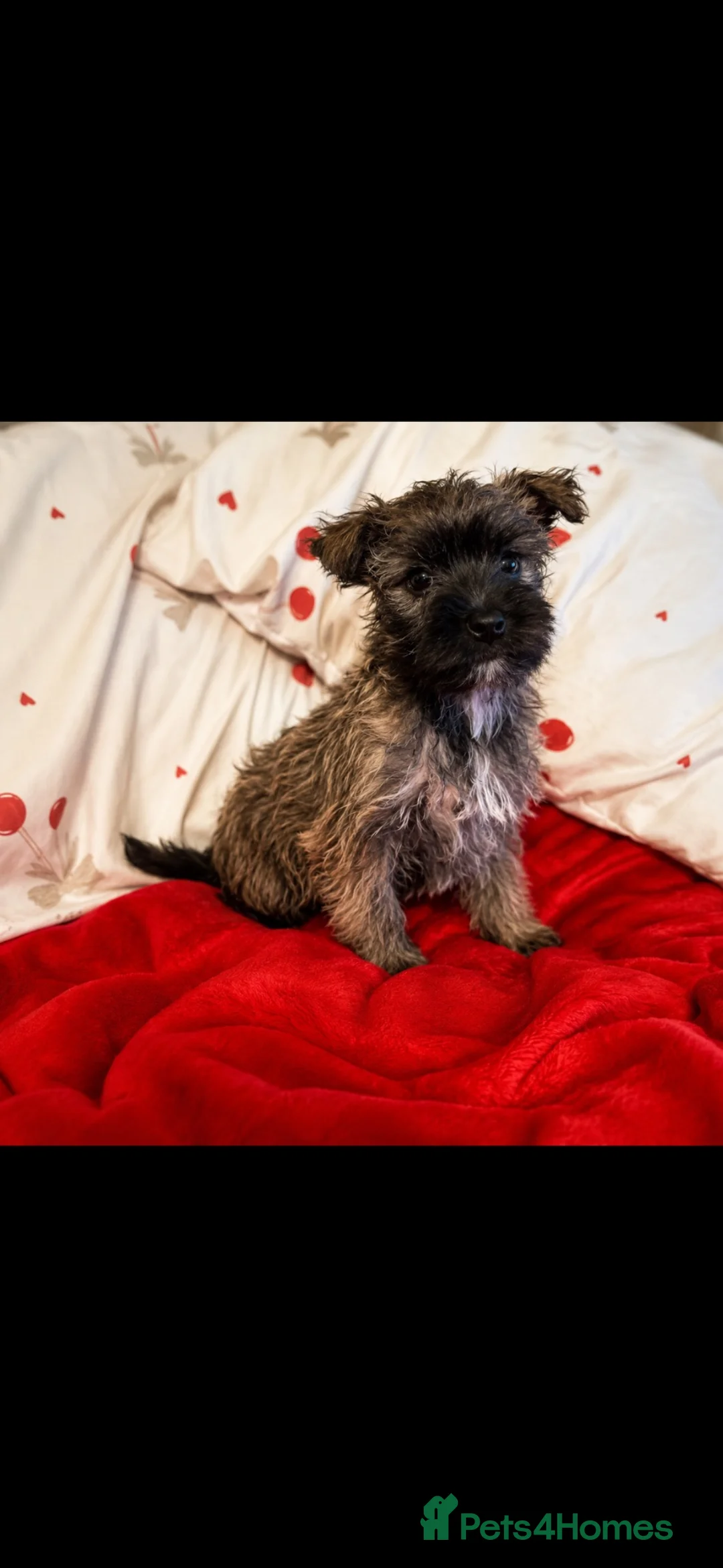 Yorkiepoo dogs for sale: 🐾 Yorkiepoo Puppies For Sale 🐾 - Advert 1
