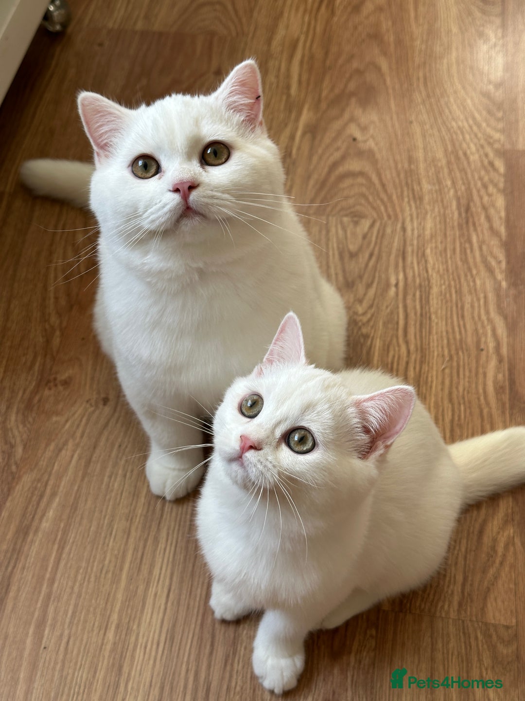 British Shorthair cats for sale: Gorgeous British Longhair & Shorthair Kittens - Advert 7