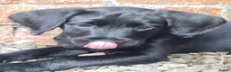 Labradoodle dogs for sale: *last two girls remaining* F1b labradoodles. - Advert 7