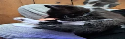 Mixed Breed cats for sale: Stunning mixed breed kittens - Advert 10