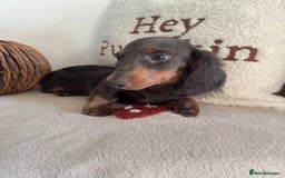 Miniature Dachshund dogs for sale: Miniature dachshund puppies  - Image 14