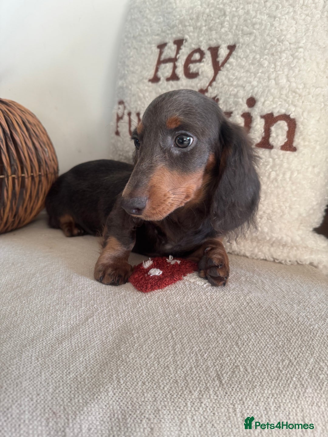 Miniature Dachshund dogs for sale: Miniature dachshund puppies  - Image 14
