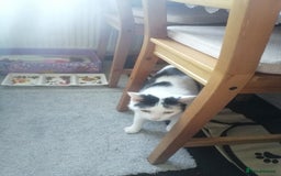 British Shorthair cats for sale: White and black female and male cats - Image 6