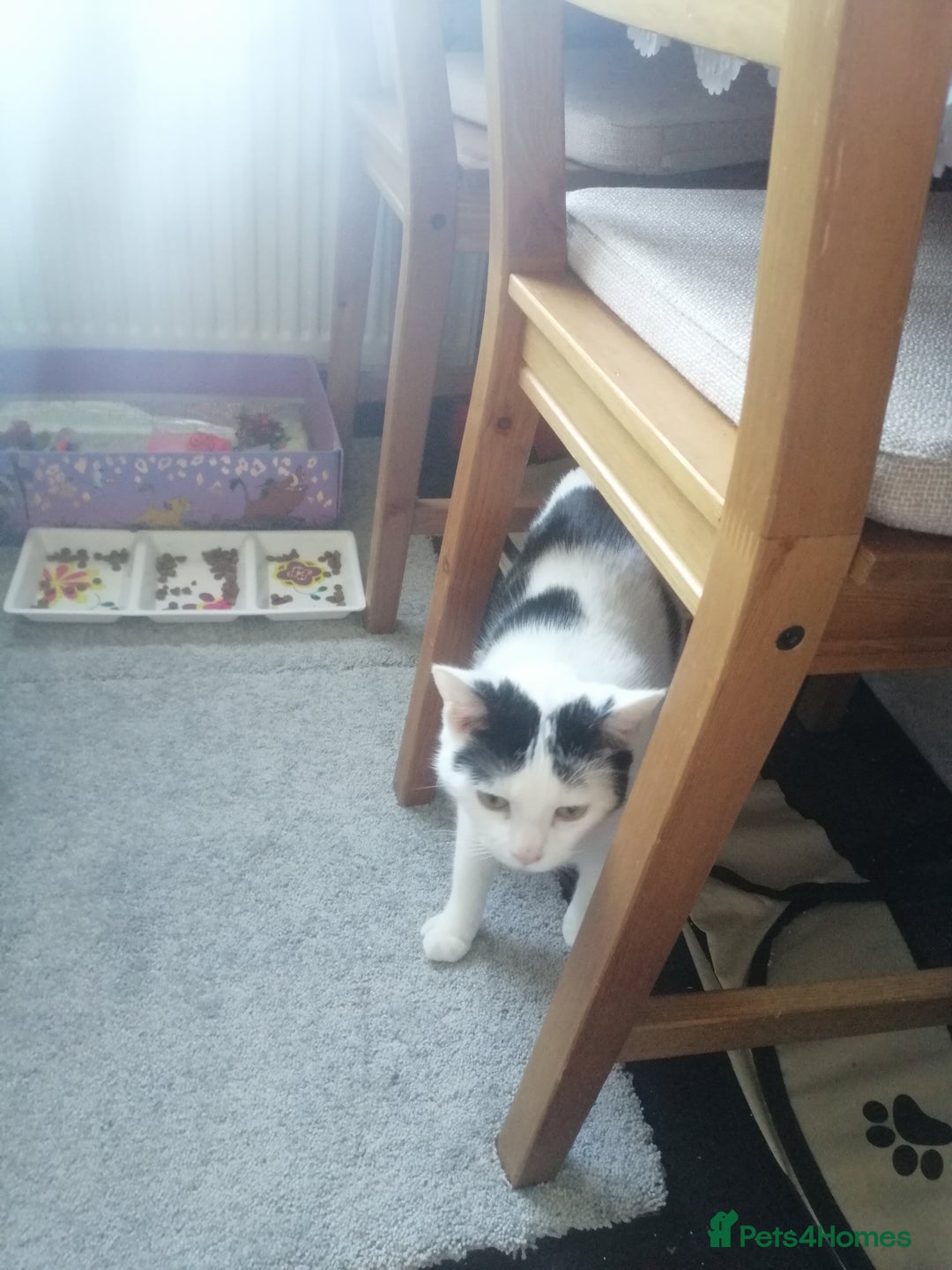 British Shorthair cats for sale: White and black female and male cats - Image 6