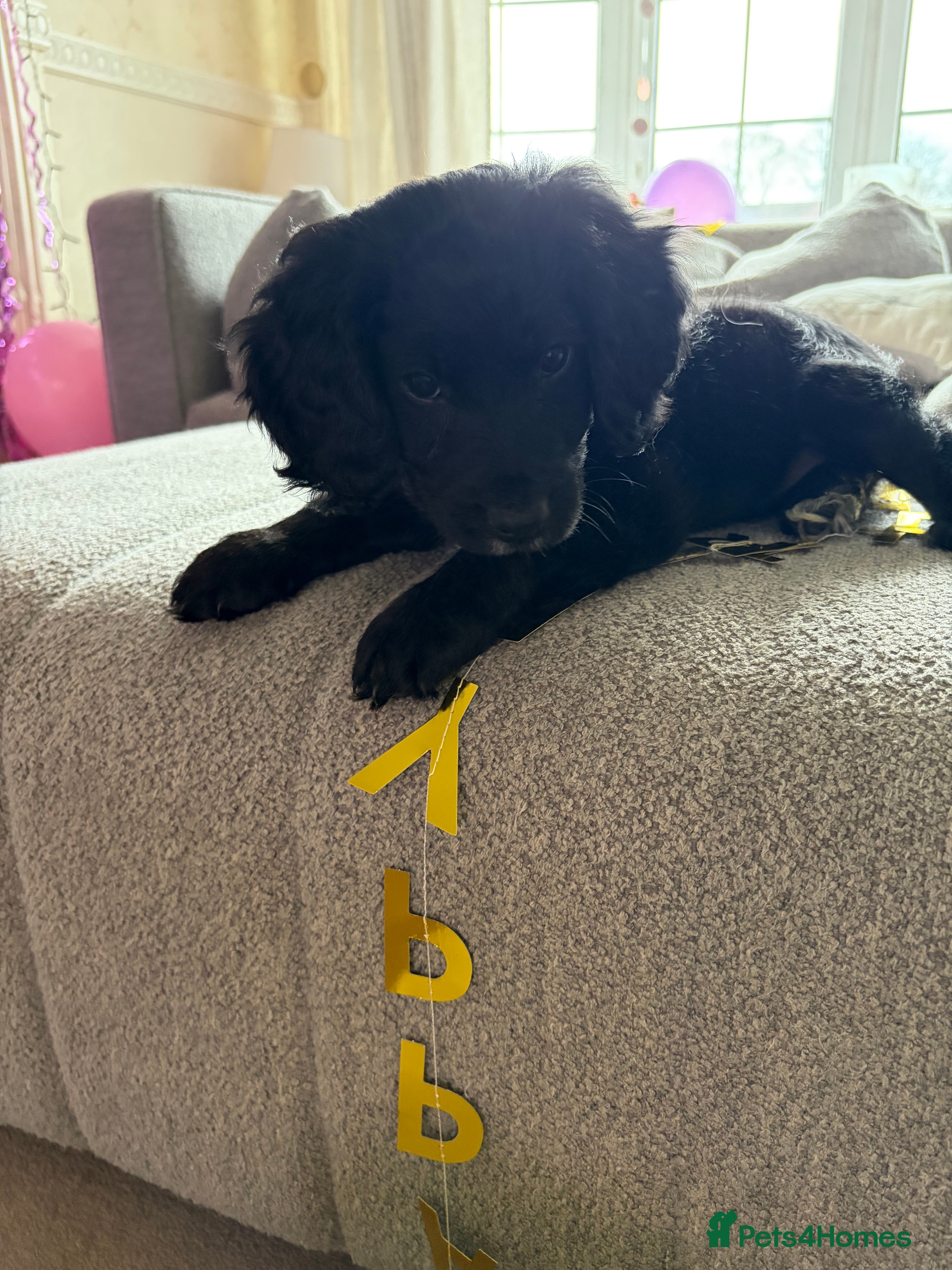 Cockapoo dogs Cockapoo puppies - Advert 5