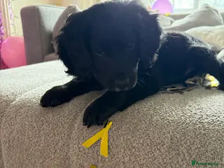 Cockapoo dogs Cockapoo puppies - Advert 5