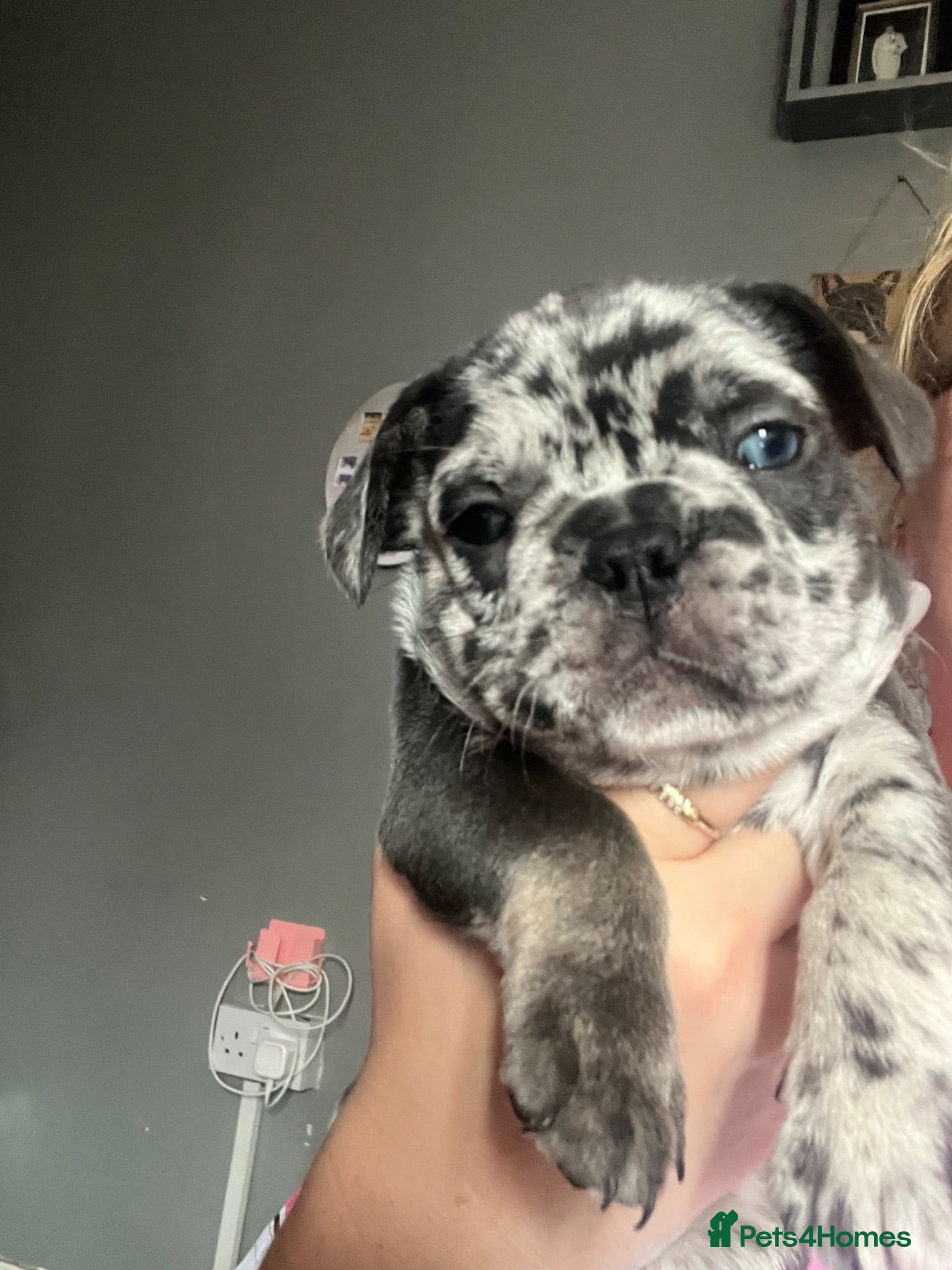 French Bulldog dogs All girls  - Advert 1