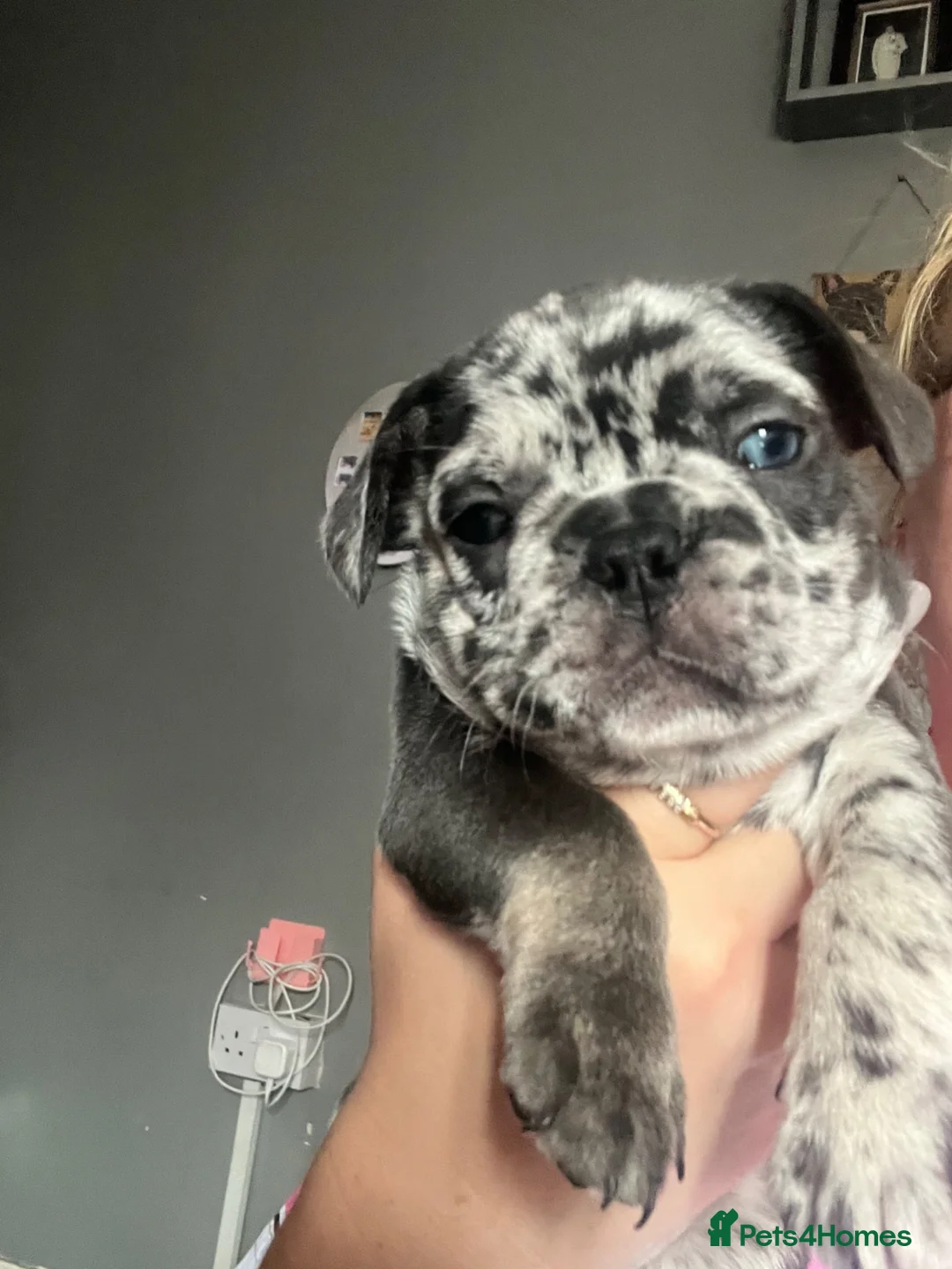 French Bulldog dogs for sale: All girls  - Advert 1