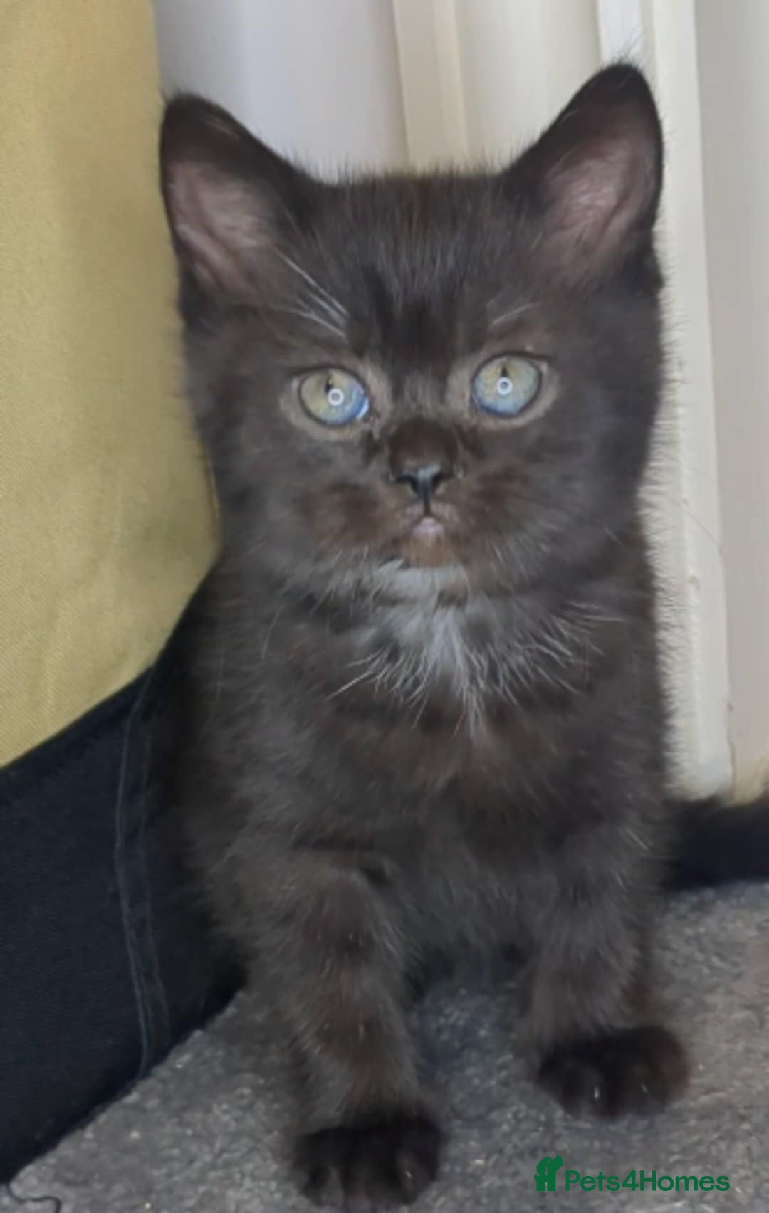 British Shorthair cats for sale:  Ready now. British shorthair kittens  - Image 11