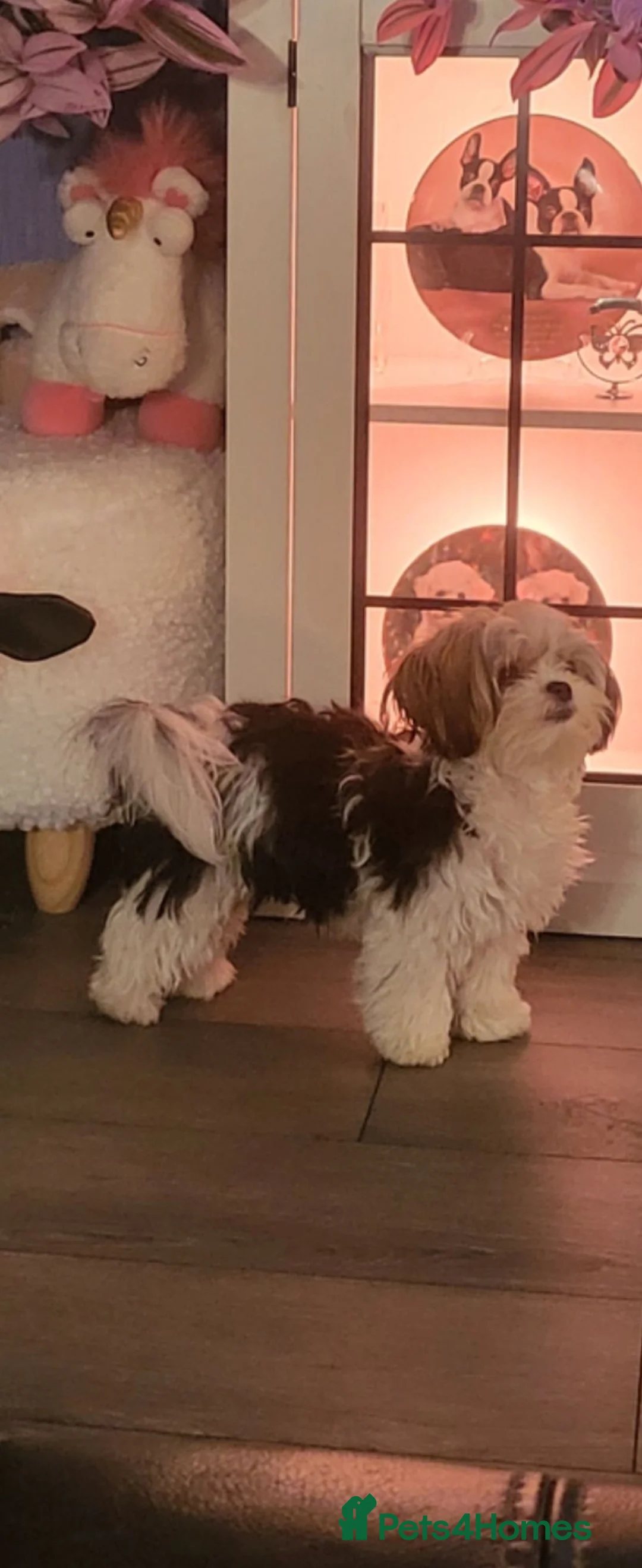 Biewer Terrier dogs for stud: Biewer Terrier Stud Needed Soon in Morpeth - Advert 1
