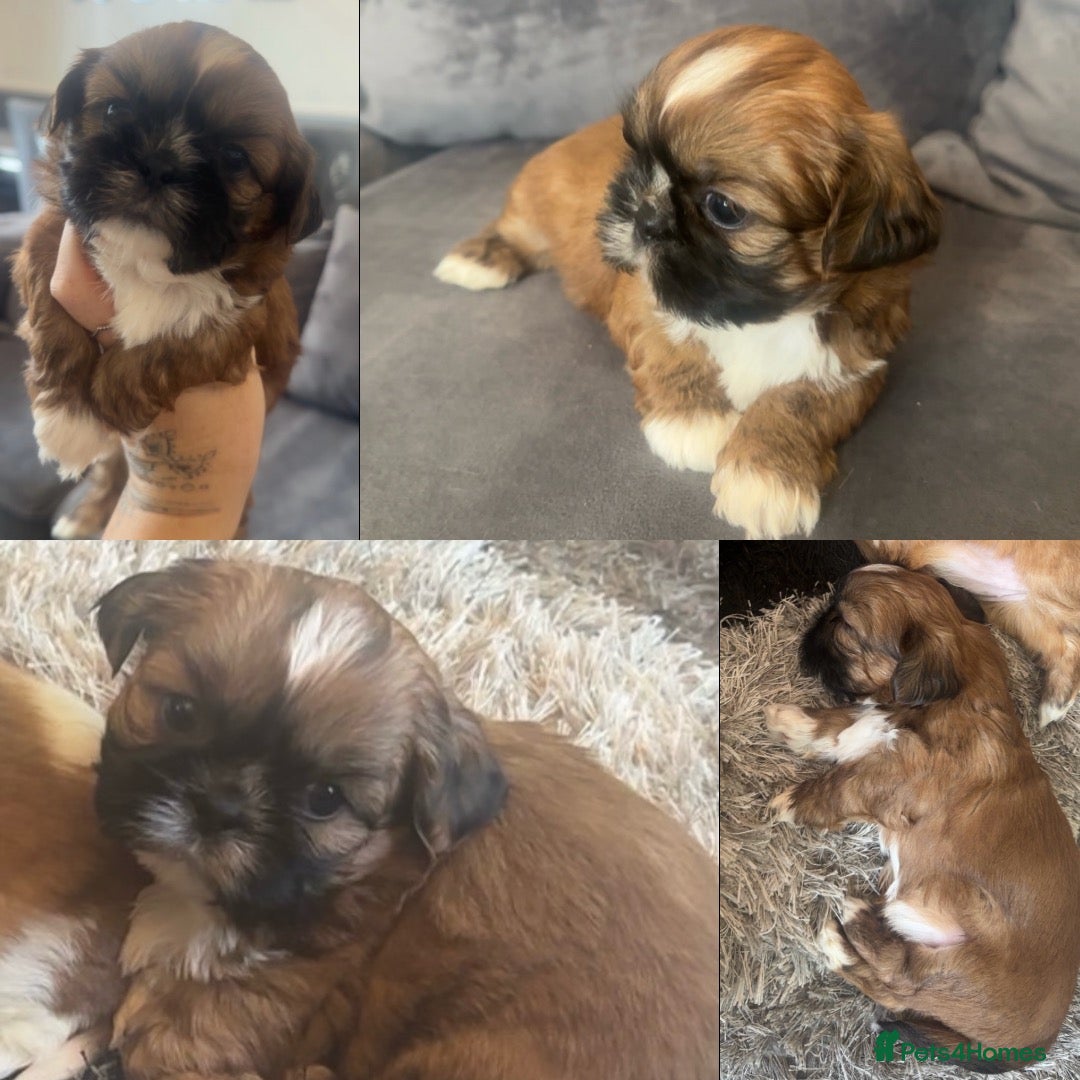 Shih Tzu dogs Stunning chocolate imperial Shih Tzu puppies  - Advert 2