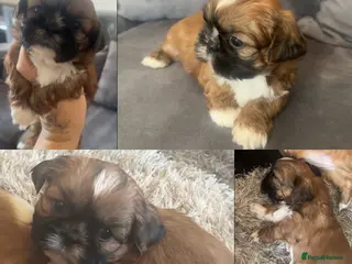 Shih Tzu dogs Stunning chocolate imperial Shih Tzu puppies - Advert 11