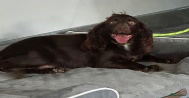 Cocker Spaniel dogs - Advert 8
